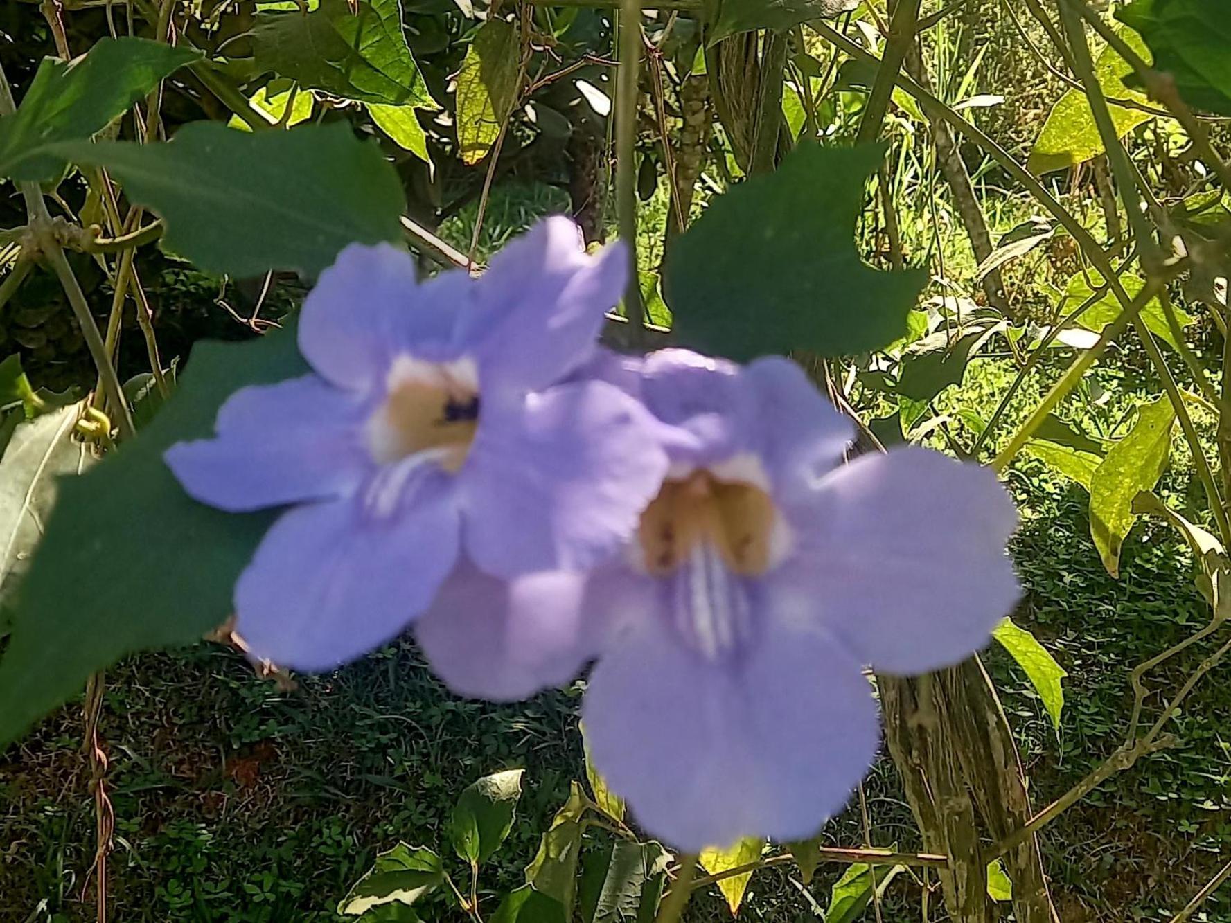 הוילה São Roque Casinha Acolhedora Da Mata - Rota Do Vinho מראה חיצוני תמונה